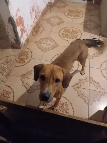 Doação cachorro vira lata