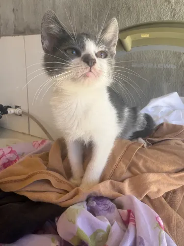 Doação de gatinhos