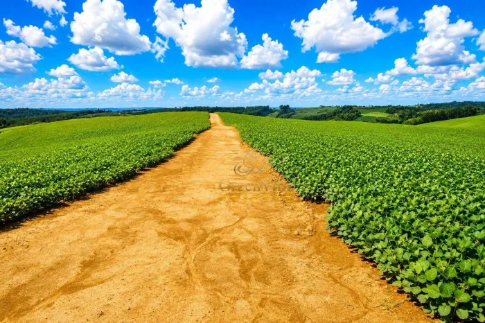 Lapa, 101,64 hectares ou 42 alqueires, Plantando 35 Alqueires