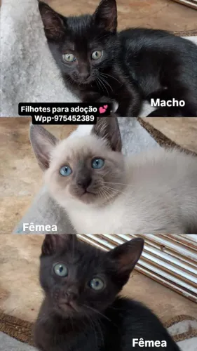 Gatinhos para adoção 
