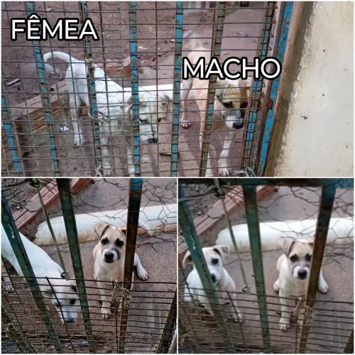 DOAÇÃO DE CACHORROS FILHOTES