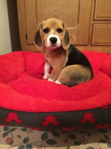 Beagle Talvez você tenha acabado de encontrar o que procurava
