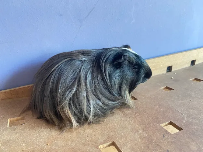 Porquinho da india prea sheltie de raça 