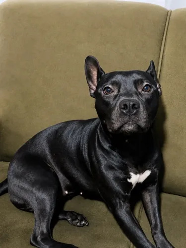 DOA-SE FILHOTE PIT BULL