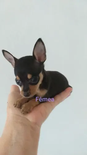 Linda Pinscher