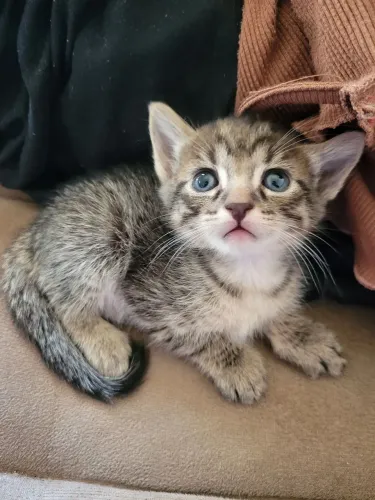Doação De Gatinhos