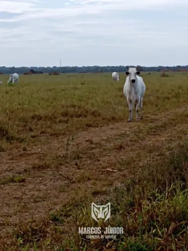 VANEDO GRANDE FAZENDA NO NORTE DE MINAS COM DUPLA APTIDÃO PECUARIA E PLANTIO COM RIO DE 56