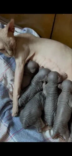 Gato Sphynx (gato sem pelo)