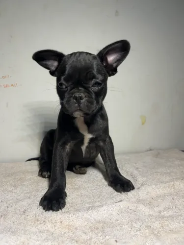 Filhote Pug + buldog francês(mista) fêmea