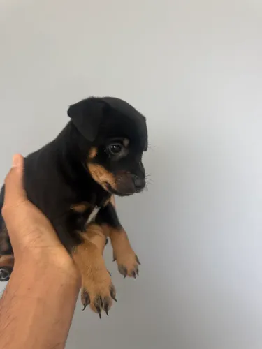 Filhote de Pinscher com salsicha 