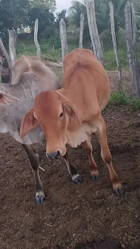 Duas garrotinhas pra negócio