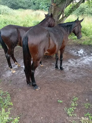 Égua para vender de montada