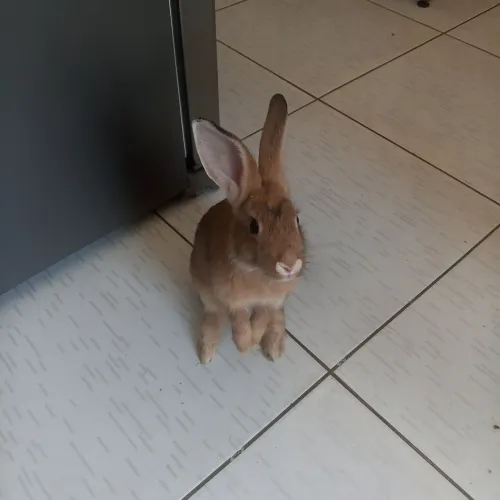 Coelho verdade com três meses de idade