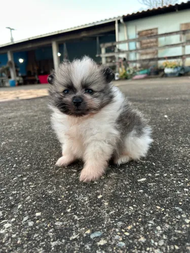 Vendo Spitz Alemão (Lulu da Pomerania)