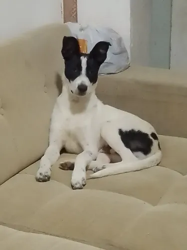 Filhote para adoção
