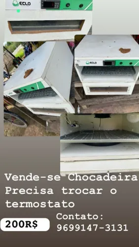 Chocadeira
