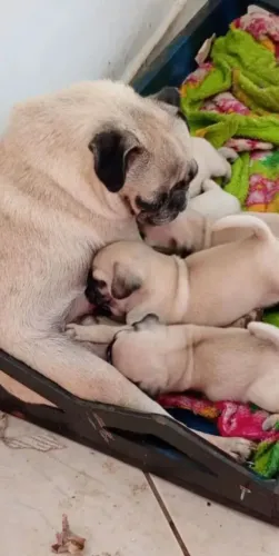 Pug fêmea disponível