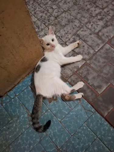 DOAÇÃO DE GATOS