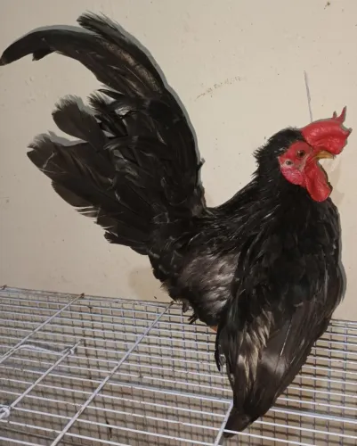 Galo Chinês Garnizé Nagazaki mini só 60 reais