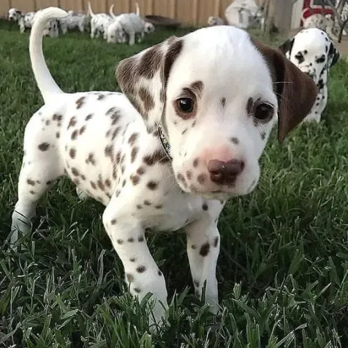 Dalmatas Pintadinhos 