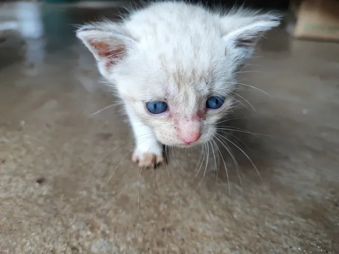 Doação de gatinhos 
