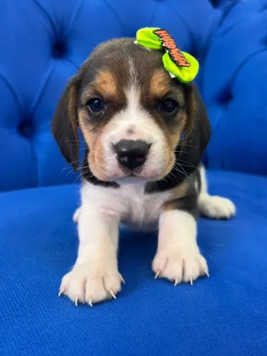 FILHOTE DE BEAGLE
