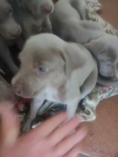 Weimaraner a venda
