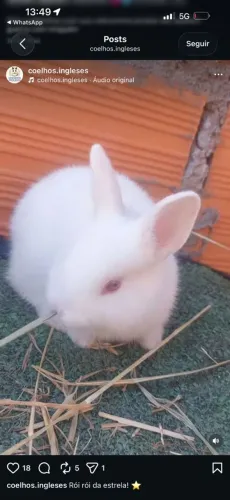 Coelha Fêmea Mini Rex Holandês Albina muito linda e carinhosa disponível 