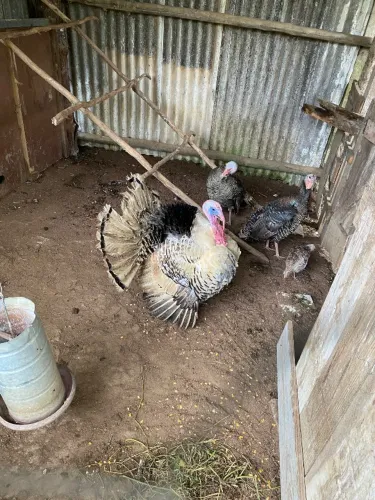 Peru macho e duas femeas