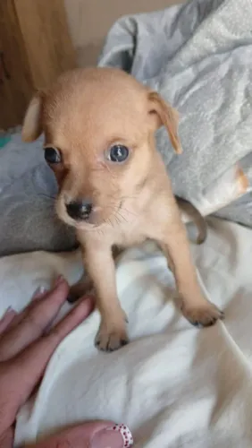 Vendo cachorros pincher