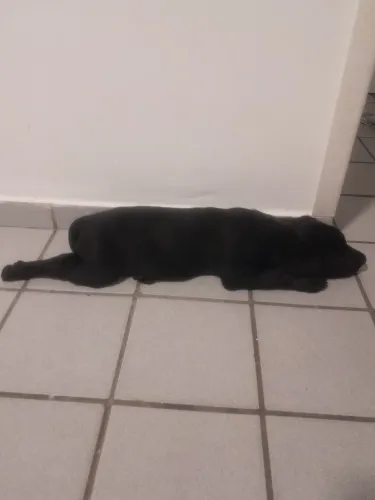 Labrador
