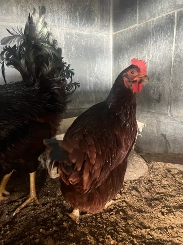 Galinha Rhode Island Red (Padrão Americano)
