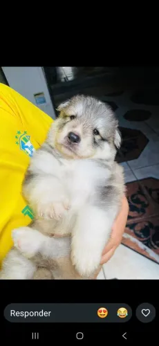 Husky siberiano