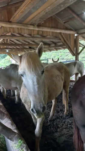 Cavalos a venda