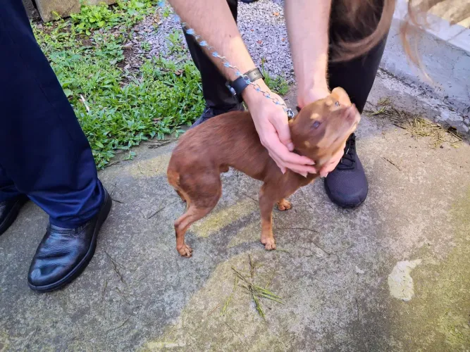 (DOAÇÃO) Cachorro marrom filhote