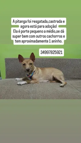 Cachorra para adoção 