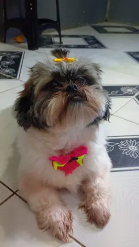 Cadela chitzu 