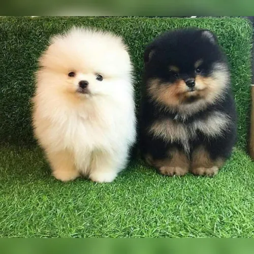 Spitz alemão Lulu da Pomerânia os mais lindos filhotes