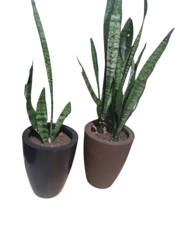 Vasos de plantas decorativos