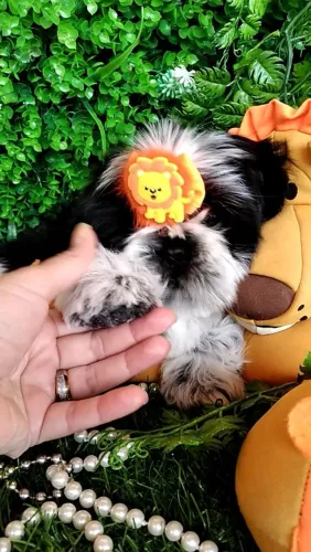 Filhote Shih tzu Macho Branco e Preto - EvaFilhotes 