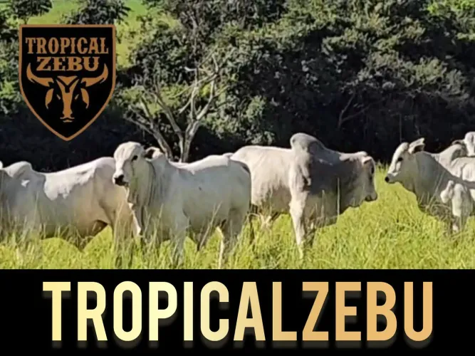 Touros Nelore P.O Registrados