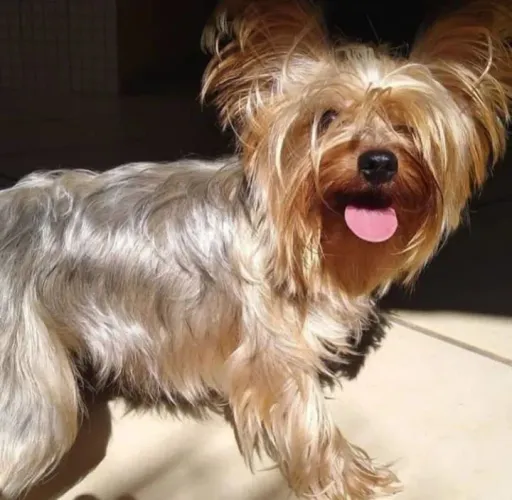 Cachorra Yorkshire Terrier 