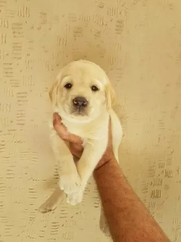 Labrador macho com 55 dias, lindo -Daniela
