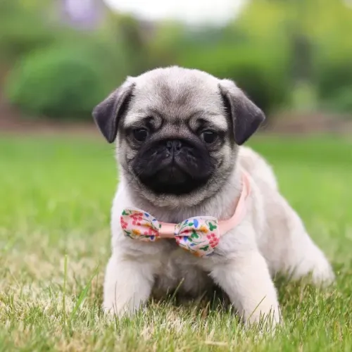 Filhotes de Pug | O amor mais puro do mundo!