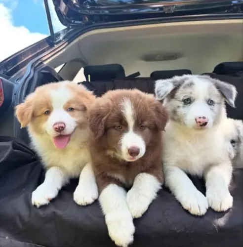 Filhote Border Collie, cheios de energia e amor para dar!