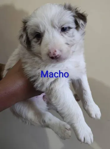 Filhote Border Collie , felicidade se compra sim, e tem focinho molhado!