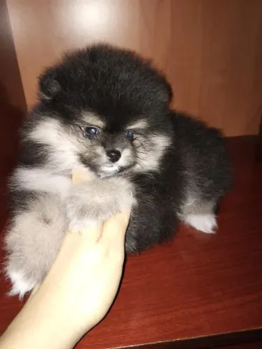 Filhote Spitz Alemão, Cãopanheiros leais prontos para fazer parte da sua vida!