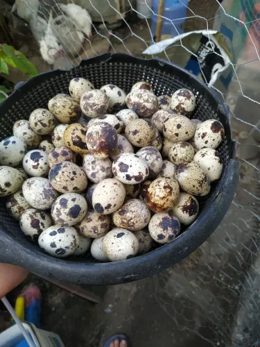 Promoção de ovos férteis de codornas gigantes 