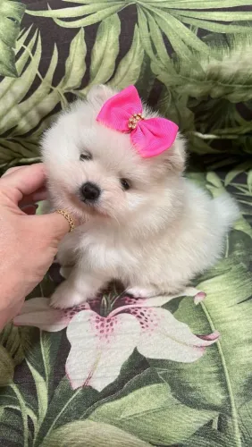 Spitz alemão pequena e encantadora com pedigree