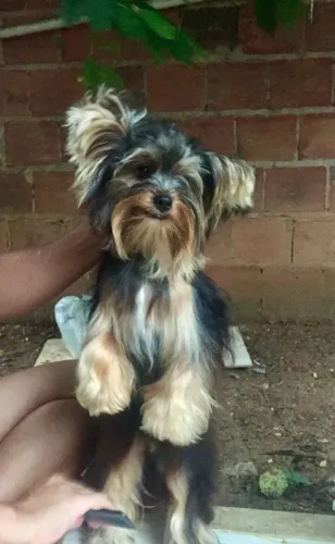 YORKSHIRE MINI 